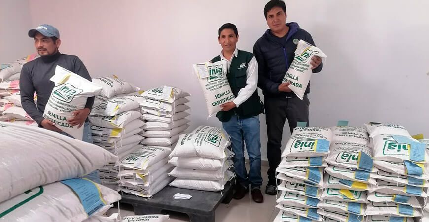 INIA implementará 22 hectáreas de cultivo con semillas de quinua de alta calidad variedad INIA Señor del Huerto en Apurímac Perú