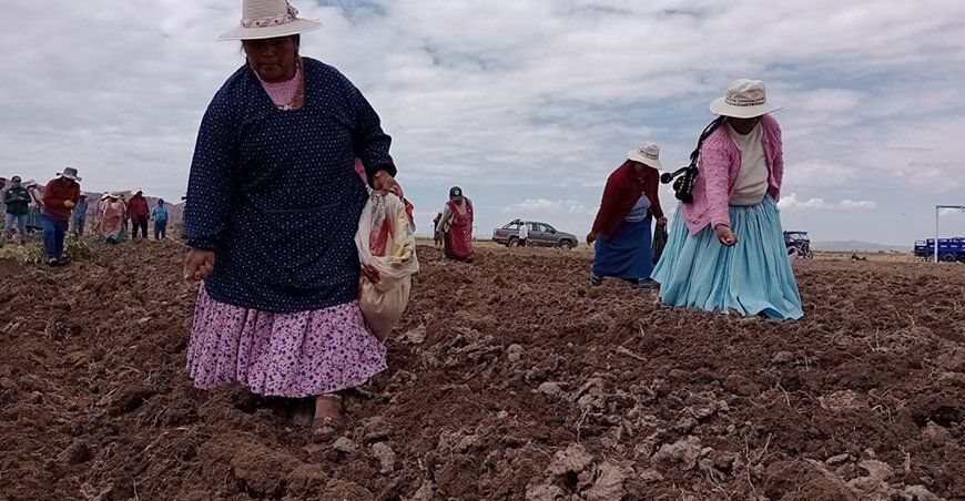 INIA fortalece la producción de quinua de alta calidad genética en Huancané Puno Perú