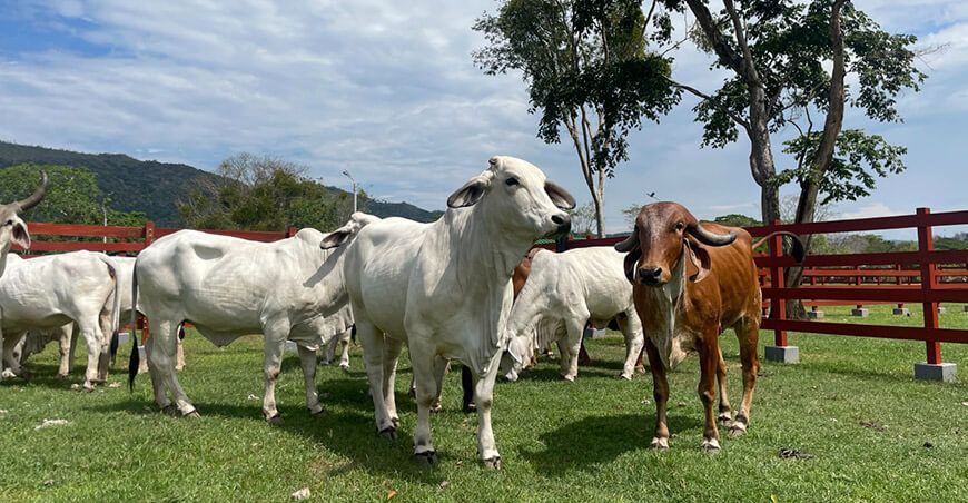 Ganado vacuno Cebú INIA Perú