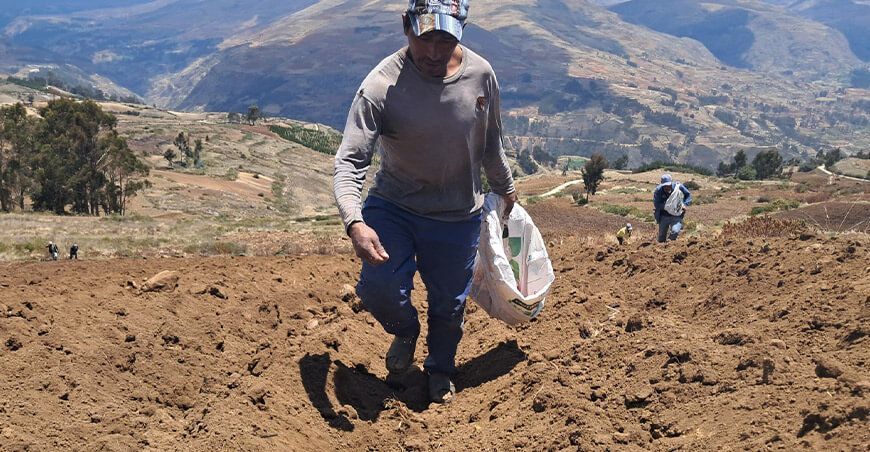 INIA implementará 22 hectáreas de cultivo con semillas de quinua de alta calidad variedad INIA Señor del Huerto en Apurímac Perú