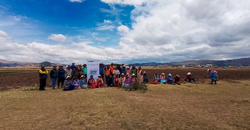 INIA fortalece la producción de quinua de alta calidad genética en Huancané Puno Perú