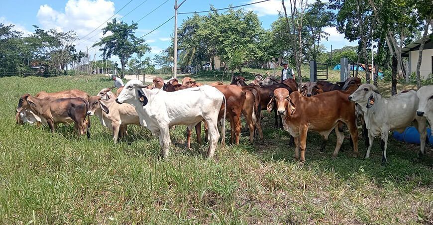 INIA transfirió 23 vacunos de la raza Gyr de alto valor a la Universidad Nacional de Ucayali
