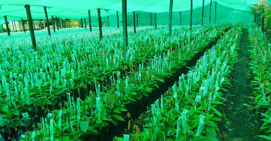 Injertan 300 000 plantones de cacao para mejorar productividad y calidad Ayacucho Perú