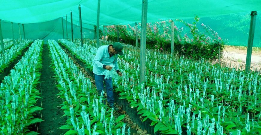 Injertan 300 000 plantones de cacao para mejorar productividad y calidad Ayacucho Perú