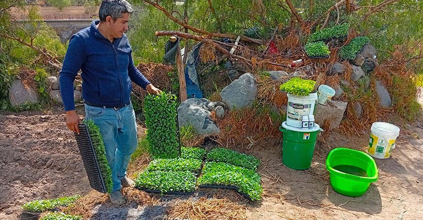 siembra orgánica de 20 000 brócolis con prácticas sostenibles y respetuosas con el medio ambiente Cayma Arequipa