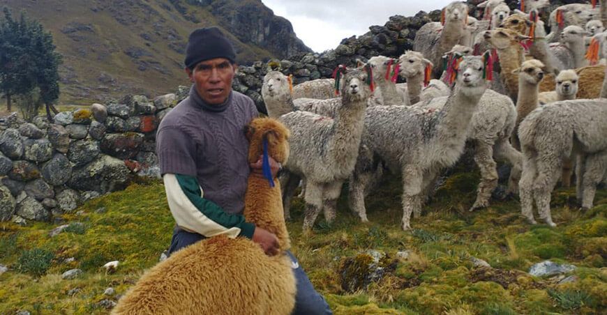 kits veterinarios alpacas Agro Rural Perú