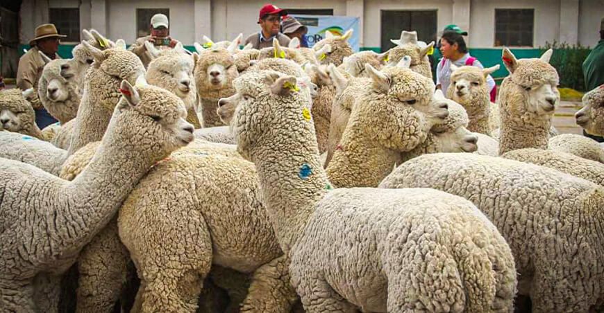 Agro Rural protege actividades agropecuarias cobertizos alpacas Cusco Perú