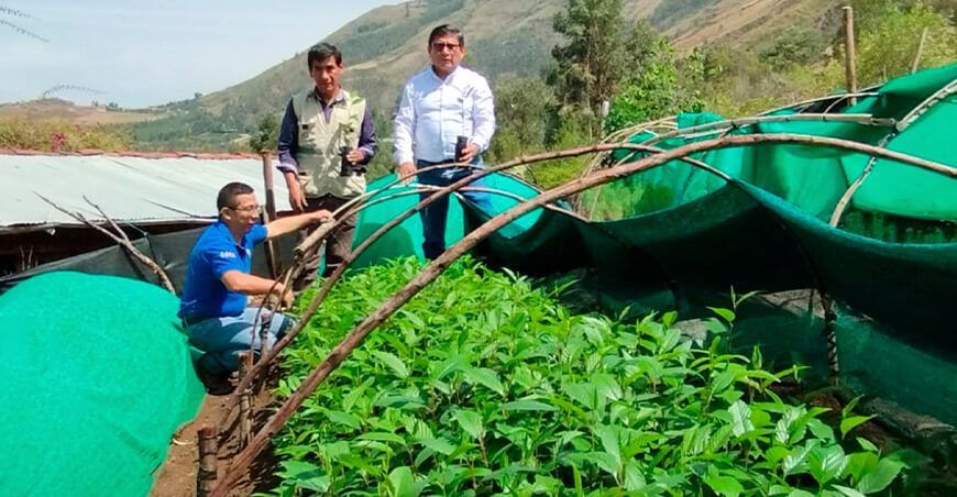 La Libertad alberga el vivero de quina más grande del Perú