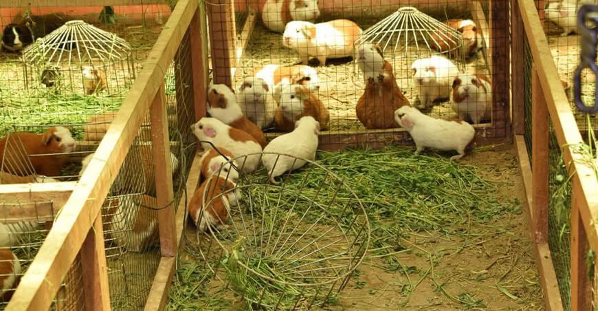 módulos productivos crianza de cuyes Puno Perú