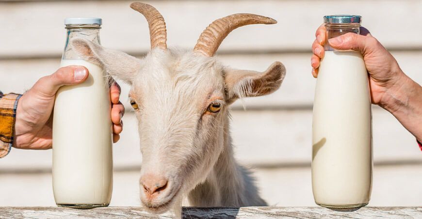 normas técnicas leche de cabra Inacal Perú
