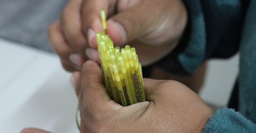 pajillas de semen ganado bovino