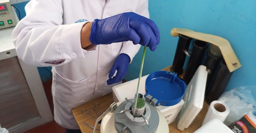 Puno impulsa la mejora genética de vacunos con inseminación artificial