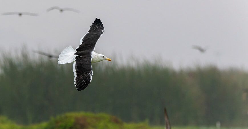Campaña Humedal sin pirotecnia para proteger aves silvestres en los Pantanos de Villa Lima Perú