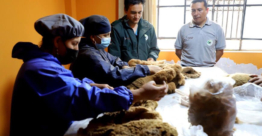 Por primera vez comercializan fibra de vicuña de Cajamarca para exportar a Italia