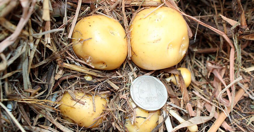 Producción de papa con rastrojos Perú