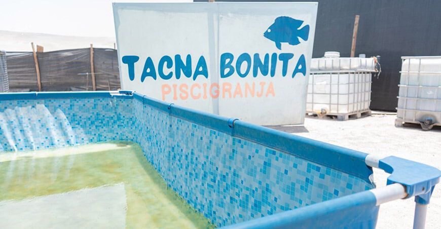 Inauguraron módulo tecnificado para la producción de trucha arco iris Tacna Perú