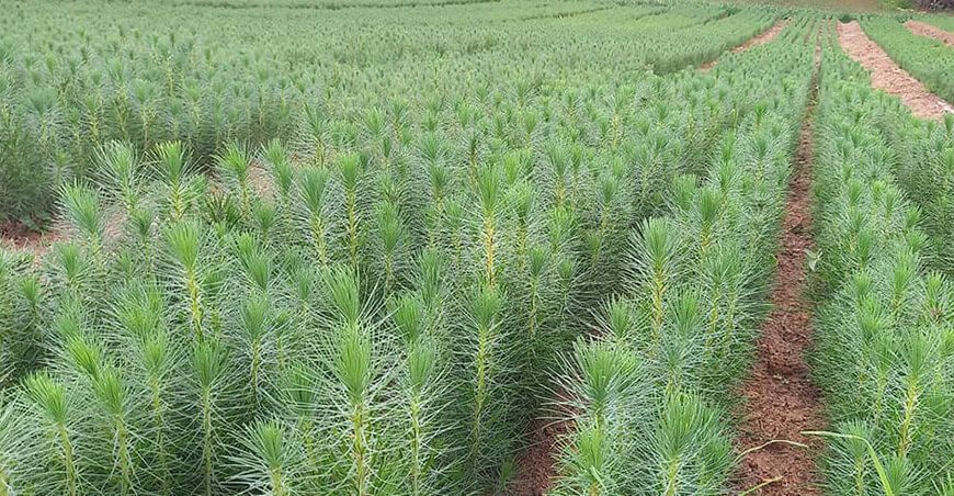 plantones de pino reforestación Cajamarca Perú
