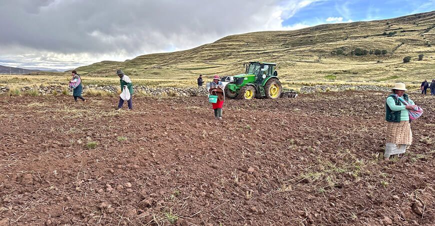 instalan pastos forrajeros para fortalecer la alimentación del ganado vacuno en Puno Perú