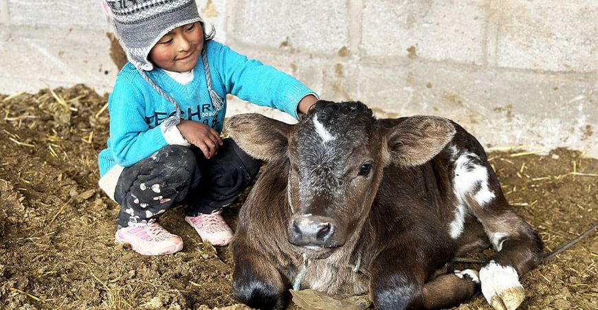 proyecto Vacunos Carne Pradera nacimiento becerros inseminación artificial Puno Perú