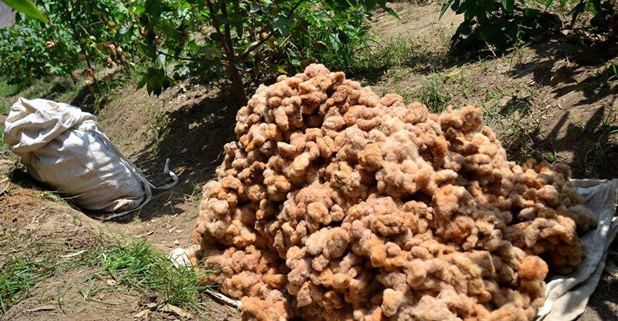 producción de algodón rama Perú