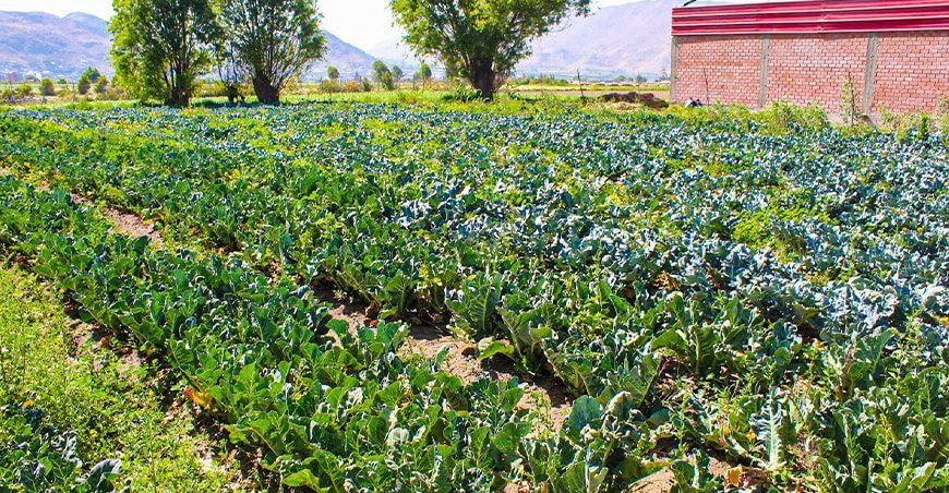 Impulsan agricultura regenerativa en la producción de hortalizas en Sachaca Arequipa Perú