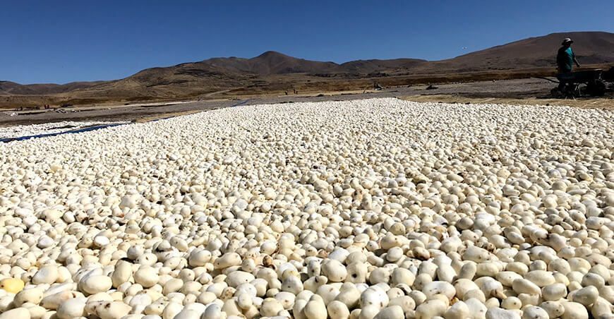 tunta Perú conquista mercados internacionales