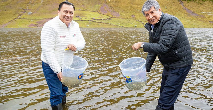 siembra de alevinos de trucha Ayacucho Perú