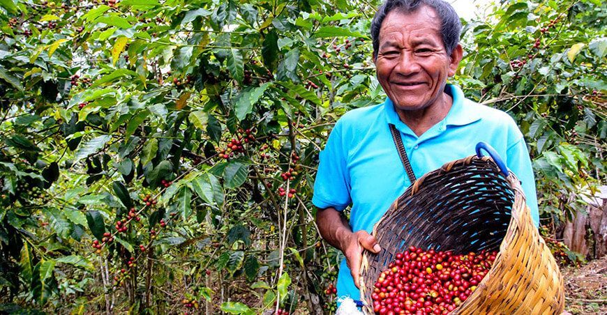 productor de cultivo de café cosecha Perú