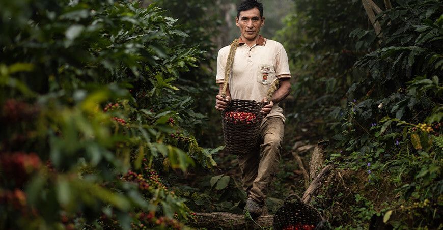 productor cosecha de café Vraem Perú 