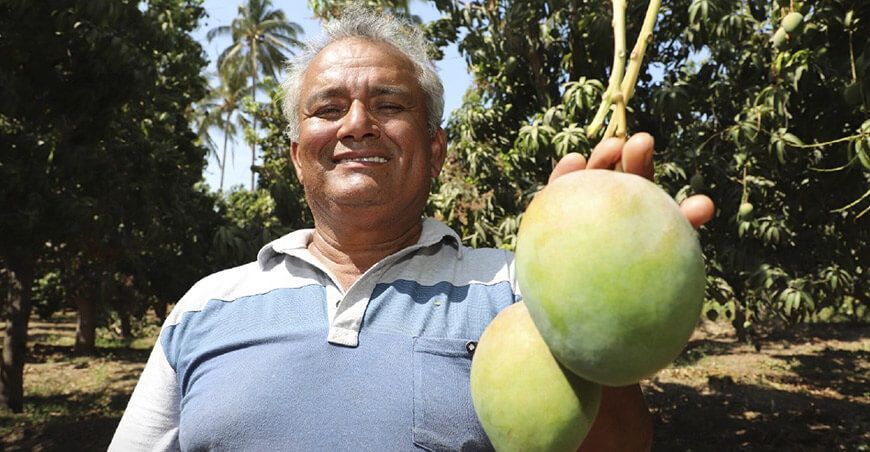 Senasa productor de cultivo de mango Piura Perú
