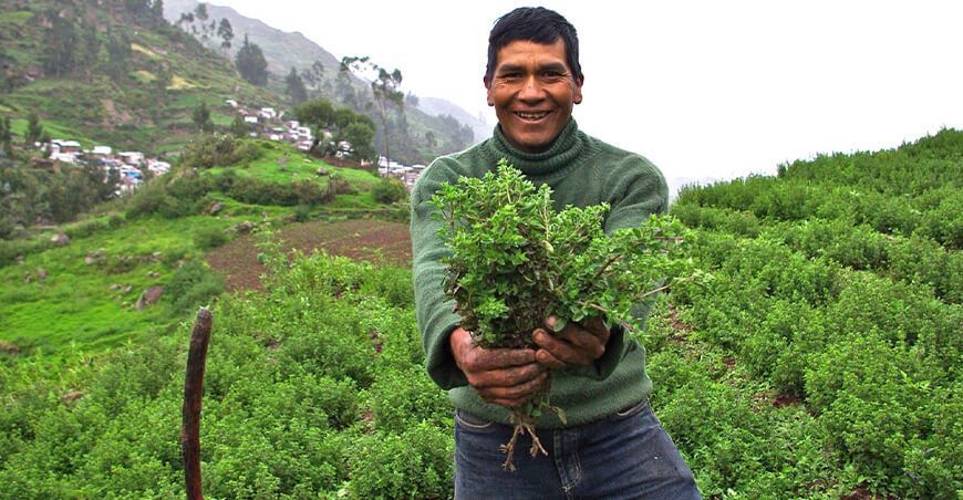 productor de cultivo de orégano Tacna Perú 