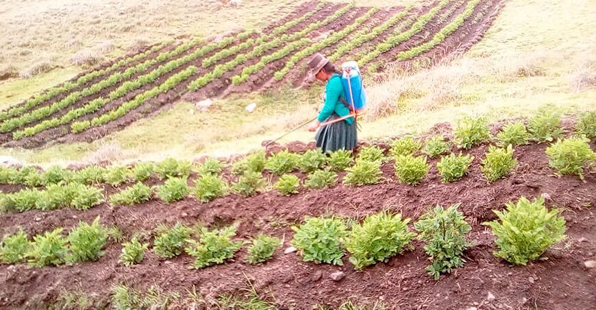 productora cultivo de papa Perú
