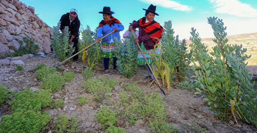 productoras de cultivos de orégano y habas Tacna Perú