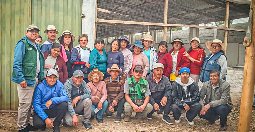 Productores fortalecen sus capacidades en la cadena productiva de cuyes Agro Rural Junín Perú