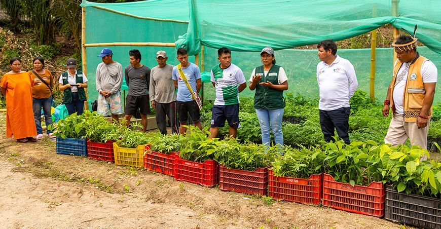 Provraem entregó 20 000 plantones para reforestar 23 hectáreas en Junín