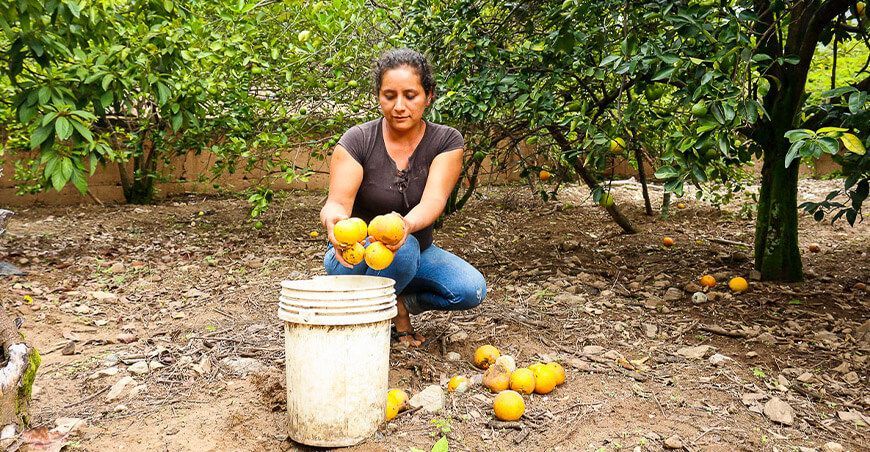 erradicación de la mosca de la fruta con resultados positivos Cajamarca Senasa Perú