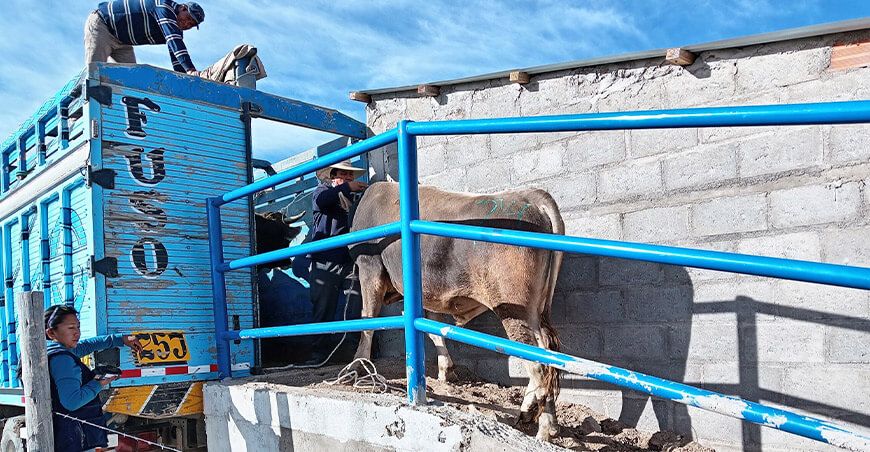 proyecto Vacunos Carne toros engordados Puno Perú