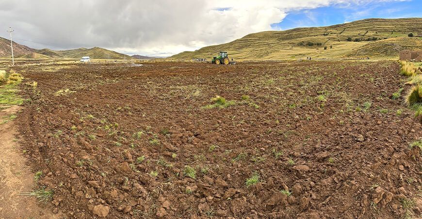 instalan pastos forrajeros para fortalecer la alimentación del ganado vacuno en Puno Perú