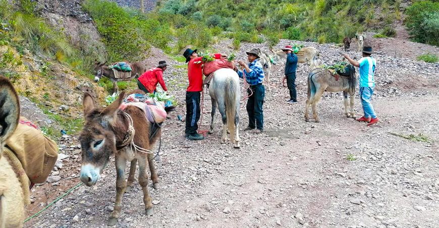 siembra de 3000 plantones de eucalipto en la comunidad de Huambo, distrito de Alcamenca, provincia de Fajardo Ayacucho Perú