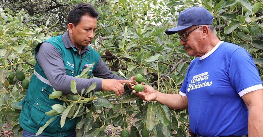 Oficializan el inicio de la campaña de exportación de palta en Huancavelica