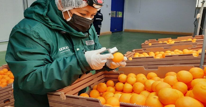 Senasa certificado exportación de cítricos peruanos