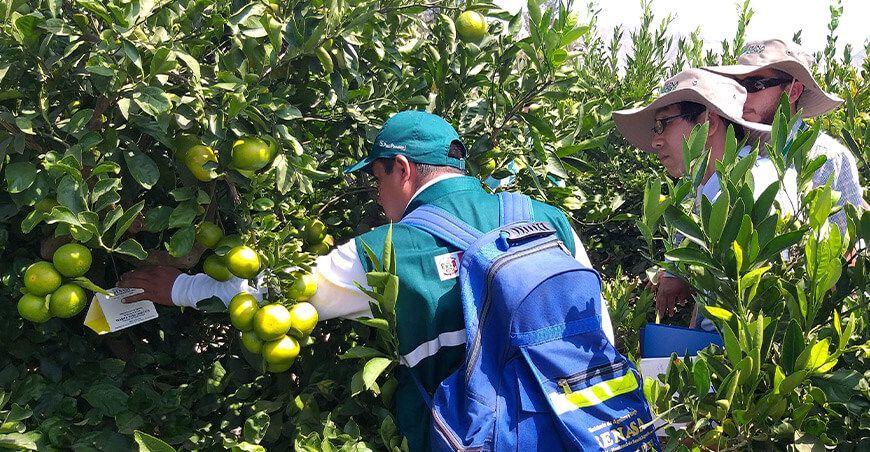 Senasa refuerza acciones técnicas de prevención y detección oportuna del HBL en cítricos