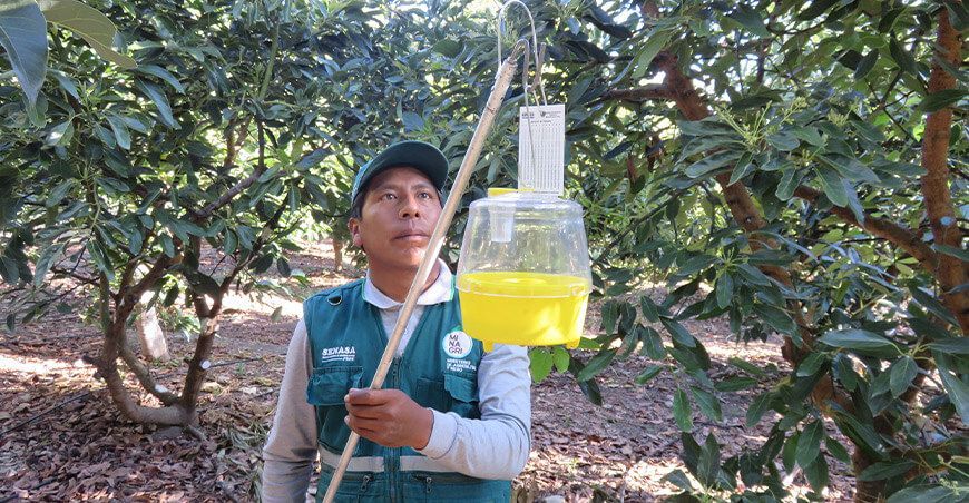 Erradicación de la mosca de la fruta Lambayeque Senasa Perú