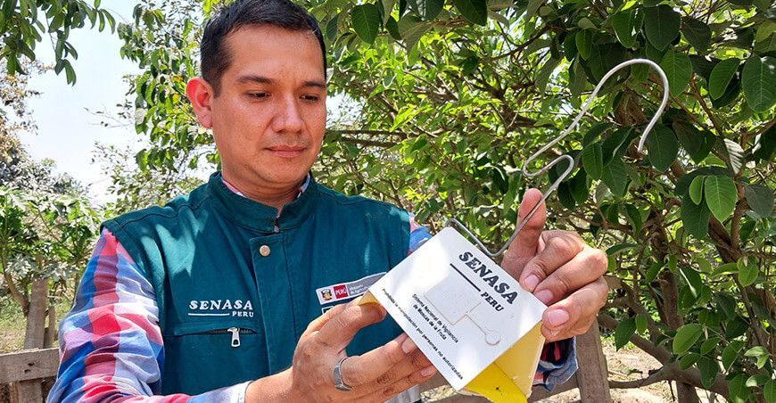 Senasa control de la mosca de la fruta La Libertad Perú