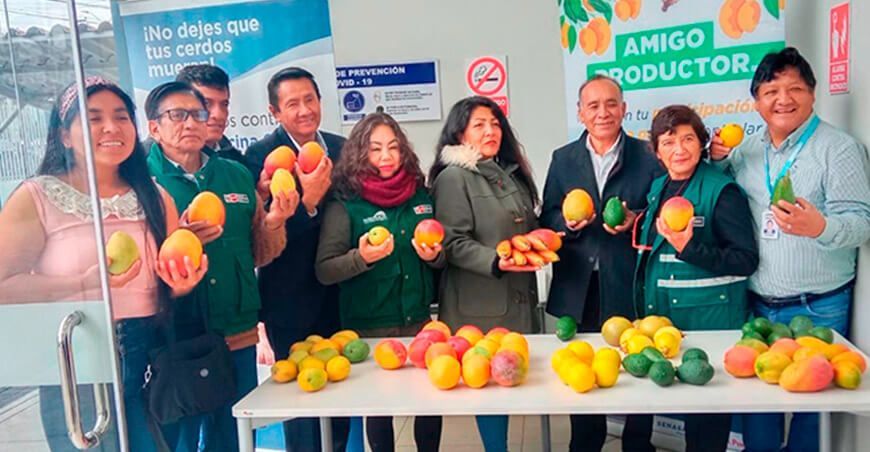 erradicación de la mosca de la fruta con resultados positivos en Cajamarca Senasa Perú