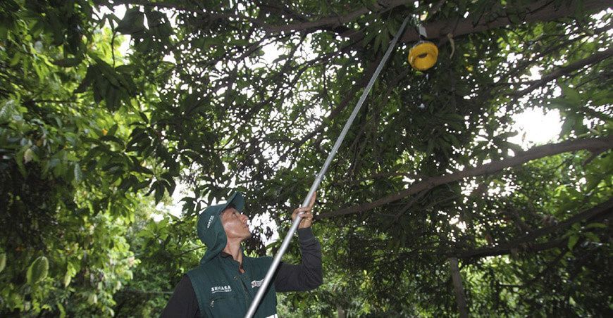 Senasa logró reducción poblacional de la mosca de la fruta en Piura