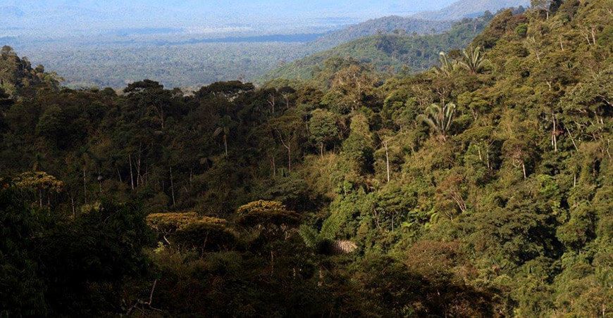 Más 200 proyectos de restauración de ecosistemas en 117 000 hectáreas en implementación a nivel nacional Serfor Perú