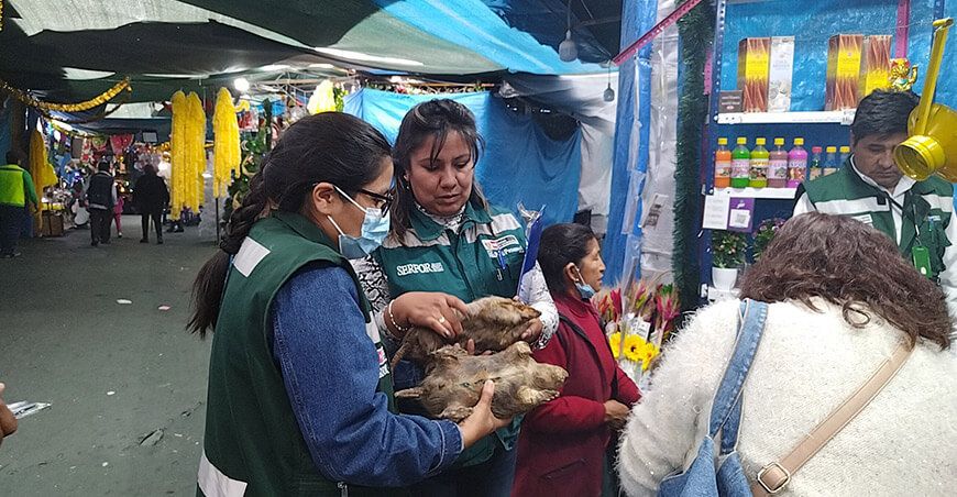 Serfor sancionará el uso de quirquinchos en rituales de fin de año Perú