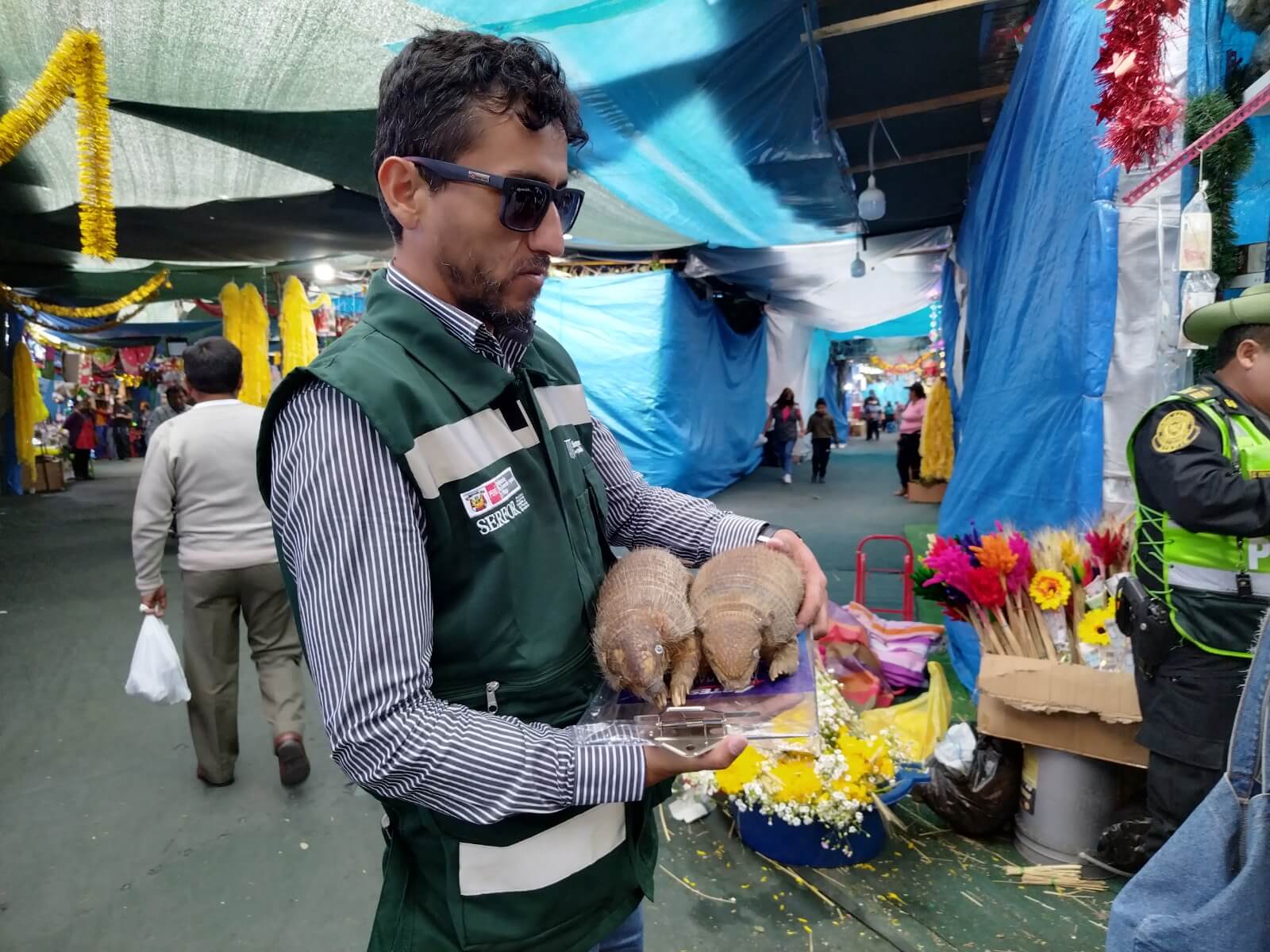 Serfor sancionará el uso de quirquinchos en rituales de fin de año Perú