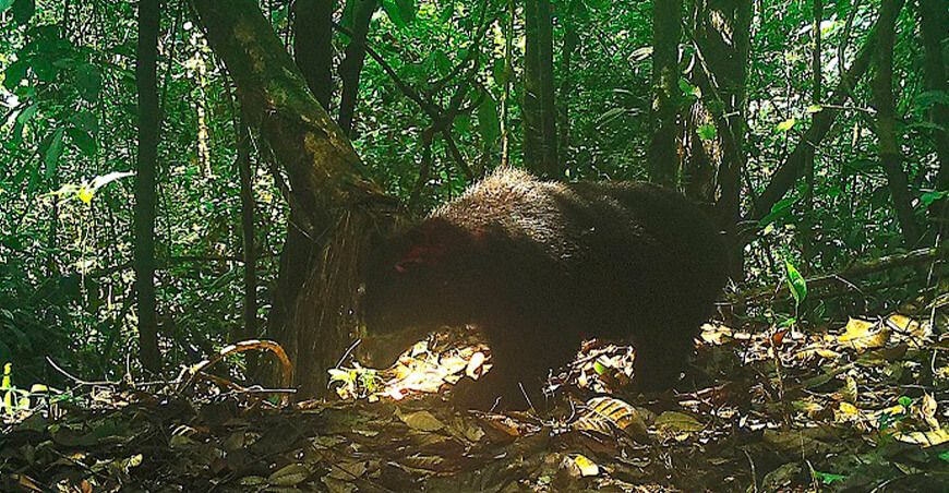 Primer registro en imágenes del oso de anteojos en la Reserva Comunal Tuntanain en Amazonas Perú Sernanp